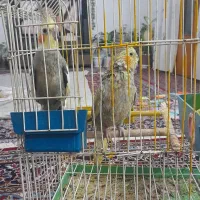 یک جفت عروس هلندی