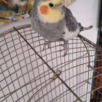 عروس هلندی گمشده|حیوانات|مشهد, جاهد شهر|دیوار