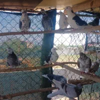 9 تا کفتر پرشی