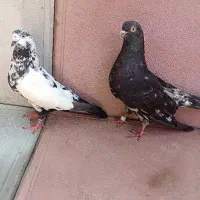 کبوتر .طوقی هفت رنگ