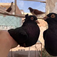 زاغ آبادانی و امری شیرازی