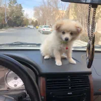 توله پامر جیبی