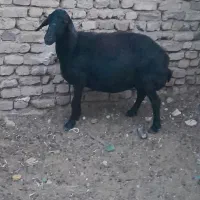 گوسفند قربانی