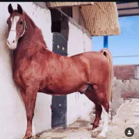 کره نر از سهیل