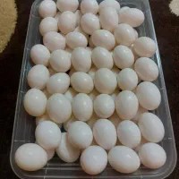 تخم کبوتر
