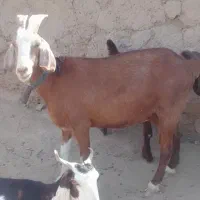 بز فروشی