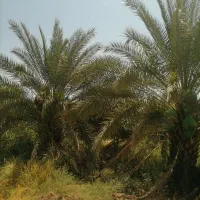 موتور آب