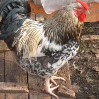 مرغ وخروس|حیوانات مزرعه|رشت, لاکان شهر|دیوار