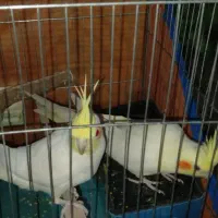 جفت عروس هلندی|پرنده|ایرانشهر, |دیوار