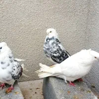 کبوتر تهرانی