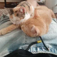 دو عدد گربه بازیگوش با مزه واگذار میگردد|گربه|صدرا-فارس, فاز ۱|دیوار