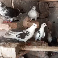کبوترر