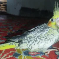 جوجه عروس هلندی|پرنده|مسجد سلیمان, |دیوار