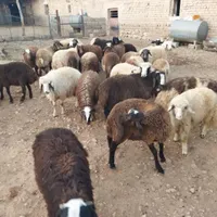 بره|حیوانات مزرعه|کرمانشاه, |دیوار