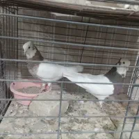 کفتر عروس هلندی کوتوله مرغ عشق فنج