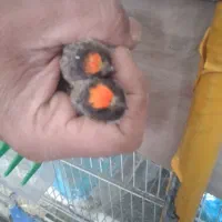 گل به سر گل دار