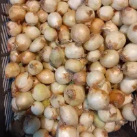 موادغذایی
