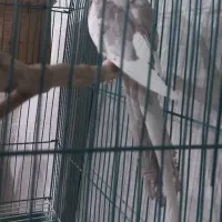 نر دوکت