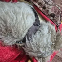 سگ پیدا شده