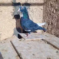 کفتر مینا سیا کاکلی