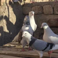 کبوتر پرشی درجه ۱