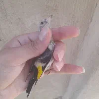 سهره