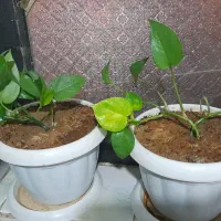 گلدون فقط ۱۰۰ تومن