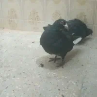 کفتر ای زاهدانی|پرنده|سراوان, |دیوار