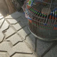 سهره خاکی نر بزرگ جوجه پارسال