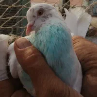 چهار تا حیون کار درست|پرنده|تهران, حصارک|دیوار