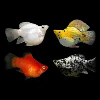 آکواریوم بزرگ خلیج فارس|ماهی|بروجرد, |دیوار