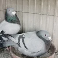 کبوتر مسافتی و پلاکی|پرنده|اصفهان, عمان سامانی|دیوار