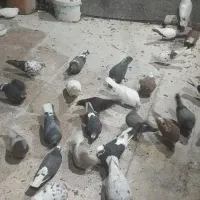 تعدادی کفتر خوب