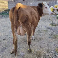یک عدد گاو آبستان صحرای مونت تک رنگ