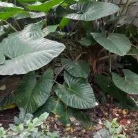 بابا آدم|گل و گیاه طبیعی|رحیم‌آباد, |دیوار