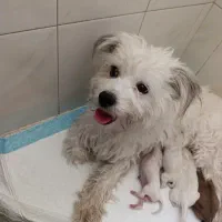 سگ گمشده در بلوار رازی