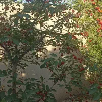 ۱۰۰۰متر باغچه با آب کافی و دسترسی مناسب