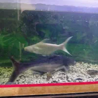 ماهی پنگوسی|ماهی|زابل, |دیوار