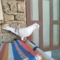 نر نباتی اصیل انتیک