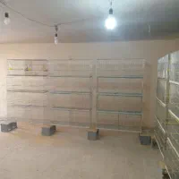 قفس|لوازم جانبی حیوانات|برخوار, |دیوار