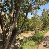 باغ حدودا ۴۰۰ متری