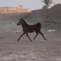 فروش کره نریان شجره دار|اسب و تجهیزات اسب‌سواری|رفسنجان, |دیوار