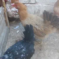 مرغ لری اصیل|حیوانات مزرعه|شهرضا, |دیوار