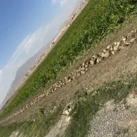 اجاره-زمین-کشاورزی