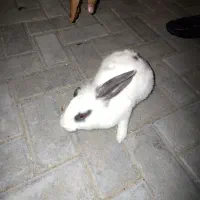خرگوش سفید
