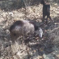 گوسفند داشتی|حیوانات مزرعه|زاغه, |دیوار