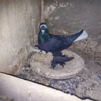 کبوتر سینه ای و دم سفید.... در سهند اسکو