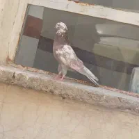 کبوتر|پرنده|بروجن, |دیوار