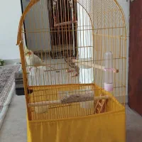 فروش عروس هلندی نر