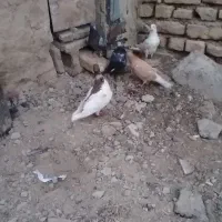 کفتر فروشی دونه ۱۰۰|پرنده|زهک, |دیوار